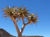 Kokerboom in Goegap natuurreservaat