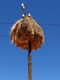 Vogelnest