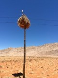 Vogelnest