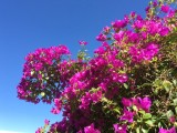 Mooie bloemen