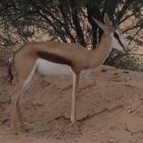 Springbokkie