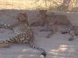 Mama cheeta's met 2 jongen