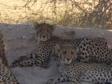 Cheeta's jongen