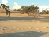 Giraffes in Kalagari woestijn