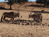 Oryx of gemsbok in Kalagari