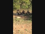 hyenahonden Krugerpark