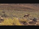 gemsbokken in Goegap natuurreservaat in Springbok
