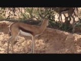 Springbokjes in Kalagari