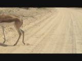 Springbokken steken de zandweg over, vlak voor onze wagen