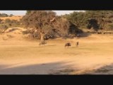 Blauwe gnoe (of wildebeest) te zien vanuit ons huisje