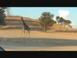 giraffe in Kalagari
