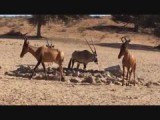 rode hartebeest in Kalagari