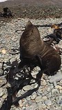 Zeehond