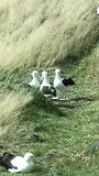 Albatrossen