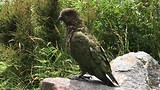 Een kea: kan niet vliegen