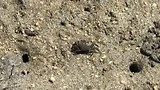 Piepkleine krabbetjes op het strand, bij de minste onraad verdwijnen ze in hun holletje