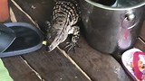 Varaan eet ook frieten van onze buren