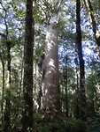 Kauri boom