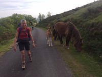 Wilde paarden