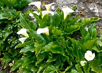 Bloemen pracht