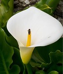 Bloemen pracht