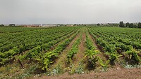 IMG_20210619_155922