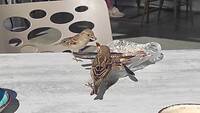 IMG_20240313_184411