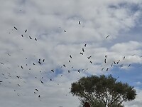 1000005283