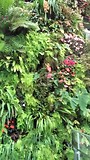 bloemenpracht in Flower Dome