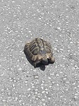 Schildpadje midden op de weg