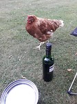 Ik noem haar McNugget. Een hele assertieve kip die komt bedelen om eten.