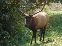 Elk