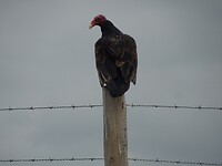 DSCN8261