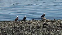 Campbell River