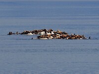 Dag 87 t/m 94 Cruise Alaska