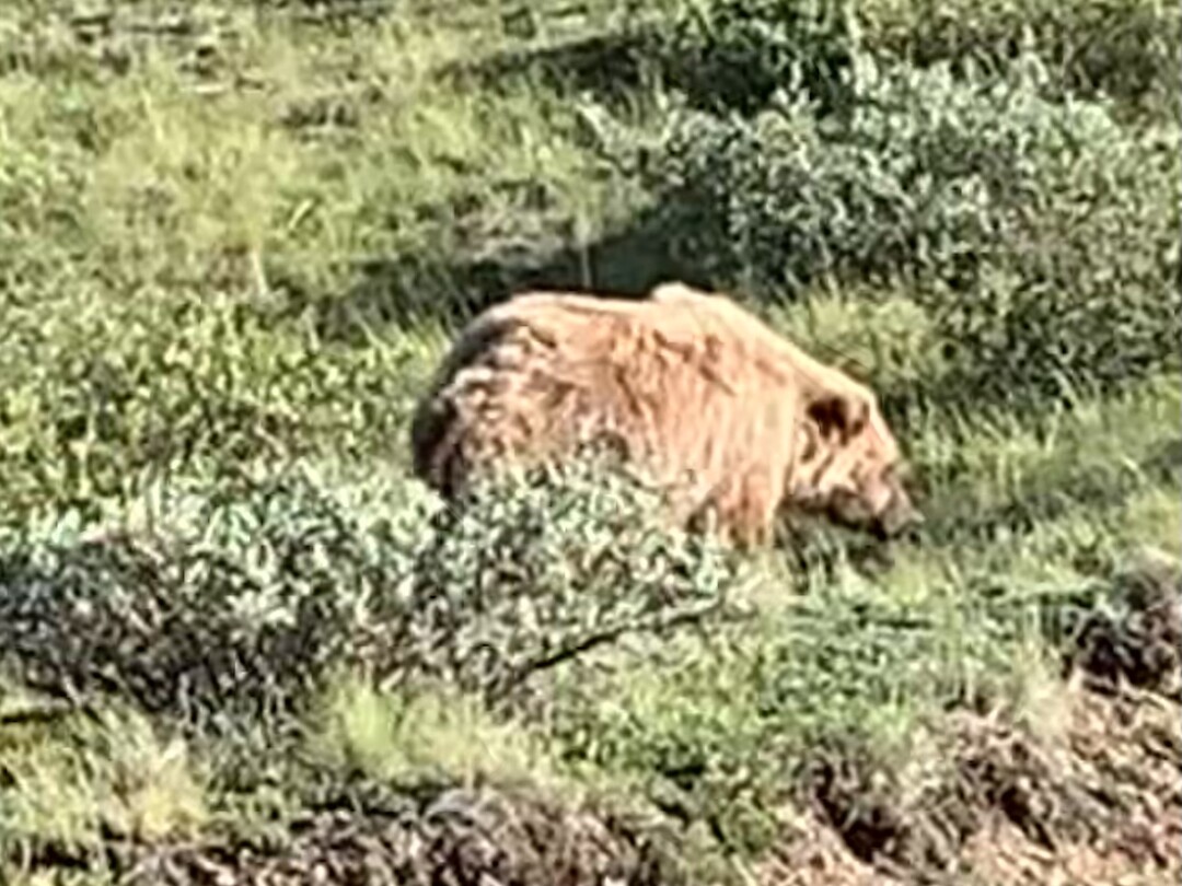 Dag 97 Denali National Park and reserve