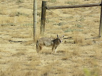 Coyote