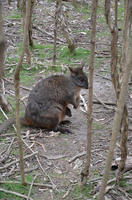 Bush Wallabie