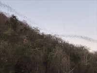 Dag 4: De vleermuizen uit de Batcave