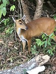 Dag 5: Een hert in het Khao Yai park.