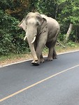 Dag 5: De olifant in het Khao Yai park