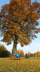 Fietsen langs de Donau