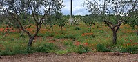 Onderweg, genieten van de kersenbloesem en de olijvenbomen