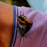 Vlinder in Brijesta