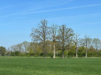 IMG_7132