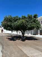 IMG_7766