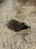 IMG_7765