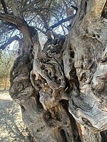 IMG_7760