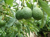 P1070009