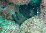 groene murene